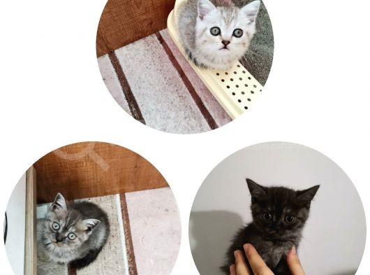 3 Tane Dişi Yavrumuz Silver Tabyy