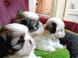 Shih Tzu Bebekler