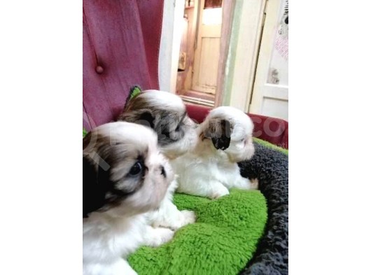 Shih Tzu Bebekler görsel