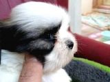 Shih Tzu Bebekler