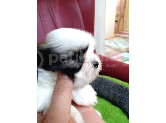 Shih Tzu Bebekler görsel