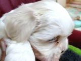 Shih tzu bebekler