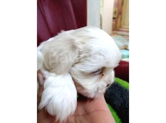 Shih Tzu Bebekler