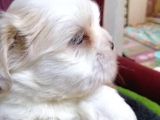 Shih Tzu Bebekler