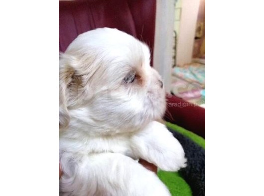Shih Tzu Bebekler görsel