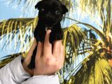 A Kalite Pug Mops Yavruları