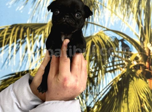 A Kalite Pug Mops Yavruları görsel