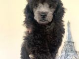 Sevimli Poodle