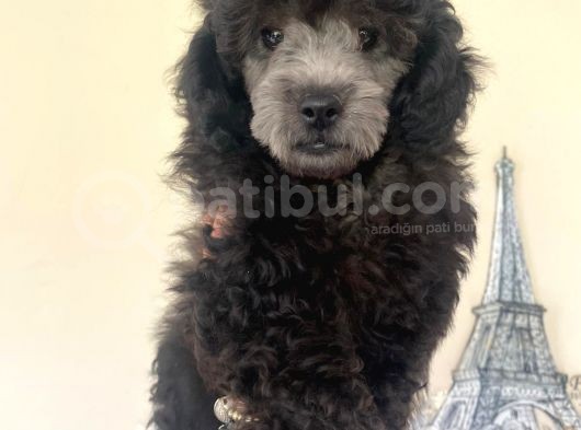 Sevimli Poodle