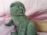 Scottish Fold Ve British Yavrularımız