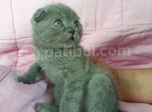 Scottish Fold Ve British Yavrularımız