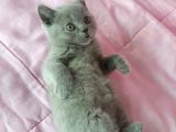 Scottish Fold Ve British Yavrularımız