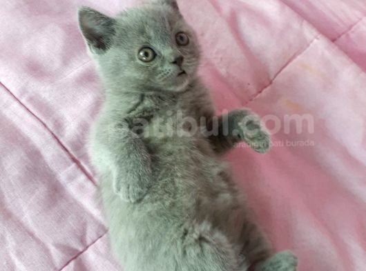 Scottish Fold Ve British Yavrularımız görsel