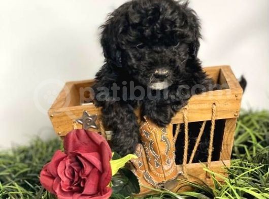 Poodle Yavrumuz görsel