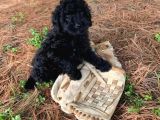 Poodle Yavrumuz