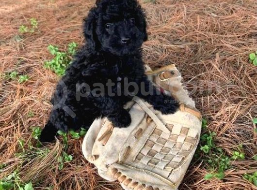 Poodle Yavrumuz görsel