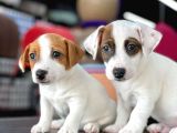 Kısa Bacak Jack Russel Yavrular