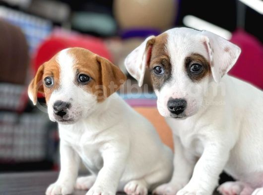 Kısa Bacak Jack Russel Yavrular görsel