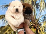 A Kalite Chow Chow Yavrular