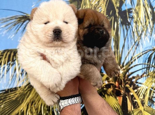 A Kalite Chow Chow Yavrular görsel