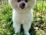 Sevimli Pomeranian Yavrumuz