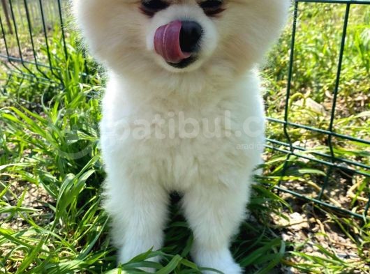 Sevimli Pomeranian Yavrumuz görsel