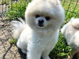 Sevimli Pomeranian Yavrumuz