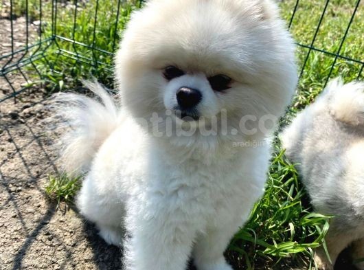Sevimli Pomeranian Yavrumuz görsel