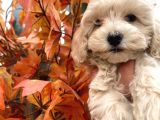 Sevimli Maltipoo Yavrumuz