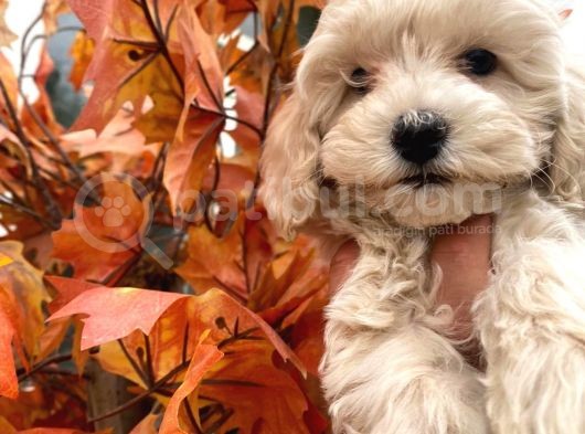 Sevimli Maltipoo Yavrumuz görsel