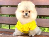 Prens Oğlumuz Pomeranian 