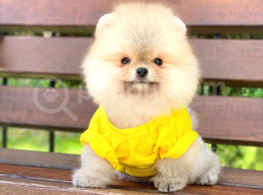 Prens Oğlumuz Pomeranian 