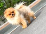 6 Aylık Dişi Teacup Pomeranian 1Kg