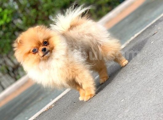 6 Aylık Dişi Teacup Pomeranian 1Kg görsel