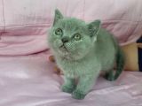 Scottish Fold Ve British Yavrularımız