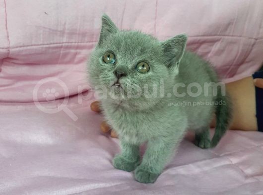 Scottish Fold Ve British Yavrularımız görsel