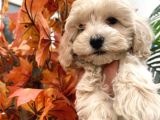 Sevimli Maltipoo Yavrumuz