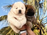 A Kalite Chow Chow Yavrular