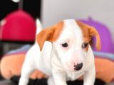 Kısa Bacak Jack Russel Yavrular