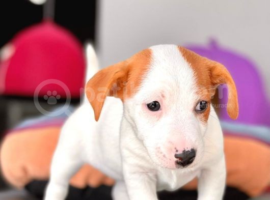 Kısa Bacak Jack Russel Yavrular görsel
