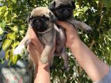 A Kalite Pug Mops Yavruları