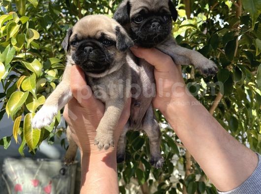 A Kalite Pug Mops Yavruları