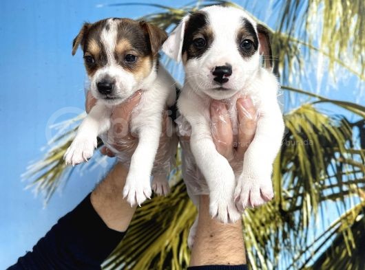 A kalite Jack Russel Yavrular