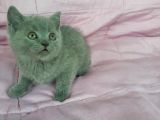 Scottish Fold Ve British Yavrularımız