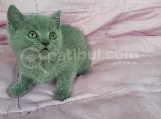 Scottish Fold Ve British Yavrularımız görsel