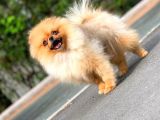 6 Aylık Dişi Teacup Pomeranian 1Kg
