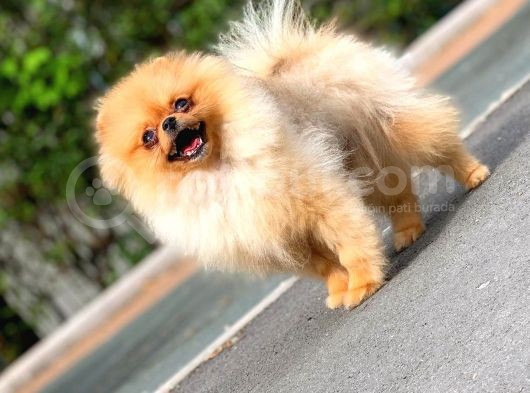 6 Aylık Dişi Teacup Pomeranian 1Kg görsel
