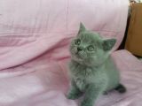Scottish Fold Ve British Yavrularımız