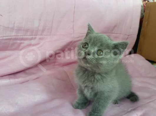 Scottish Fold Ve British Yavrularımız görsel