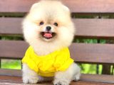 Prens Oğlumuz Pomeranian 